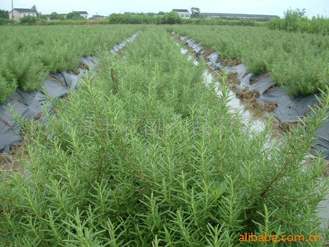 迷迭香种植基地 迷迭香种植基地